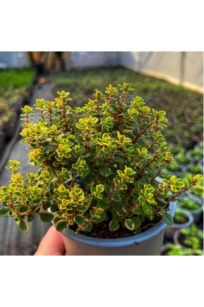 Чебрець лимонний строкатий в ландшафті